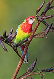 Eastern Rosella